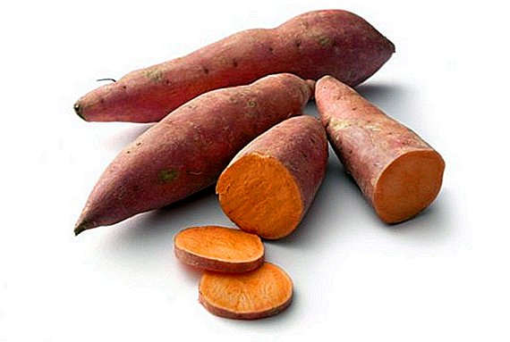 Sweet potato (matamis na patatas): kapaki-pakinabang na mga katangian at contraindications