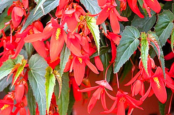 Bolivian Begonia: katerangan rupa