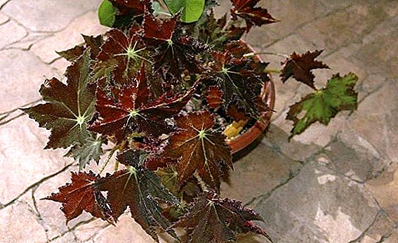 Cleopatra Begonia: Eie eienskappe van huishoudelike sorg