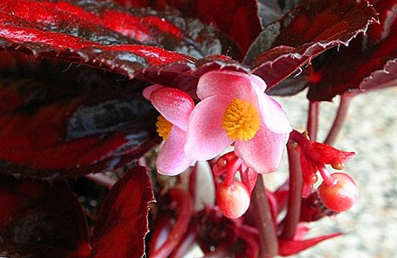 Beureum Begonia: katerangan sareng miara tatangkalan di jero rohangan