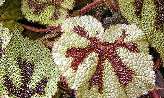 Begonia Mason: whakaahuatanga, nga ahuatanga o te tiaki me te whakaputa i te kainga