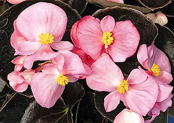 Ever-flowering begonia: bayanin irin, namo da kulawa a gida