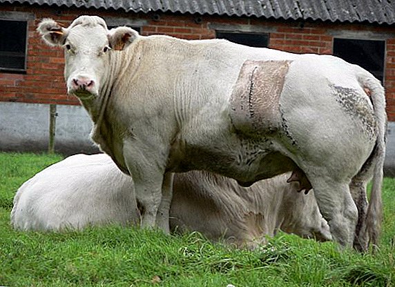Carne de carne azul belga de vacas