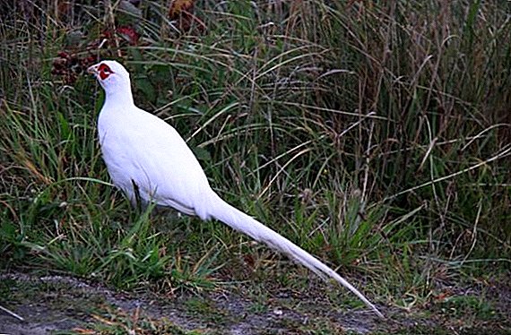 Pheasantët e bardhë: çfarë duken, ku jetojnë, çfarë hanë