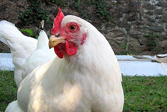 Pollos brancos: descrición de razas e cruces