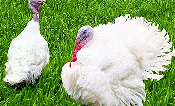 White-breasted turkeys: mga kinaiya sa sulod ug breeding