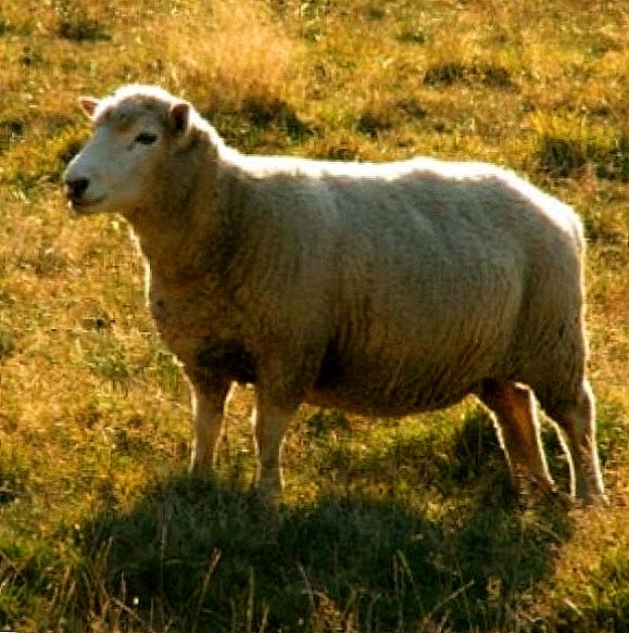 Бремени овци: што треба да знаете