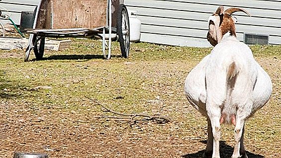 Бременост и јагне кози: одржување и нега