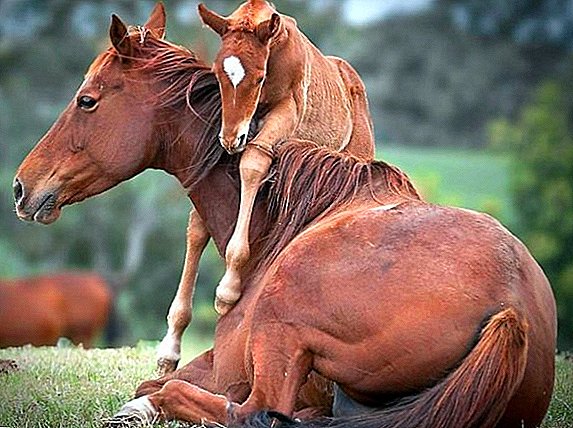 بارداری و زایمان در یک اسب: نشانه ها، مدت زمان، پروسه