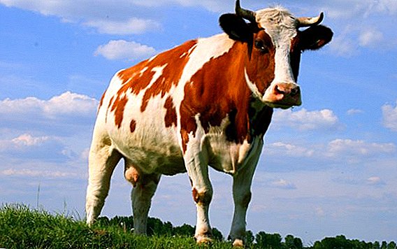 Cow Infertility (Yalovaya Cow): Mga Sanhi at Paggamot