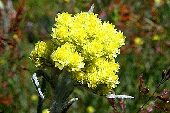 Inmortela de area, ou Cmin, ou cor de palla, ou de flor seca ou de ouro: descrición botánica e propiedades curativas