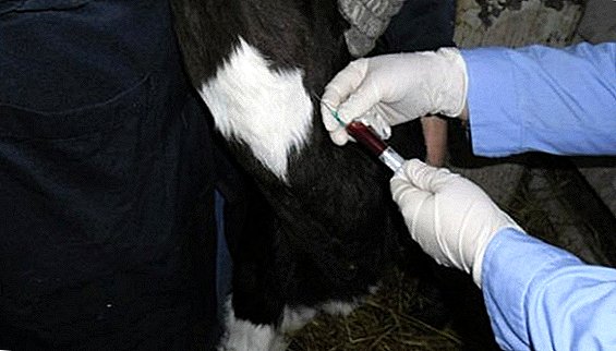 Արյան մեջ կենսաքիմիական վերլուծությունը կովերի մեջ