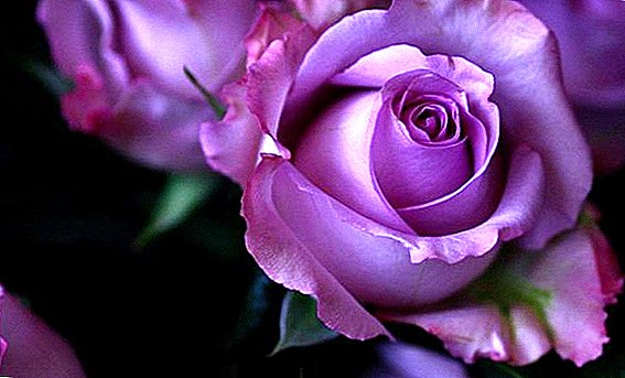 وہاں جامنی گلاب ہیں: پودوں کی خصوصیات اور بہترین اقسام