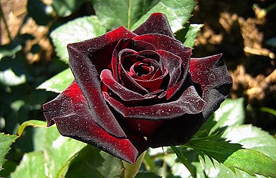 Rose "Black Baccara": ពិពណ៌នានិងលក្ខណៈពិសេសនៃការដាំដុះ