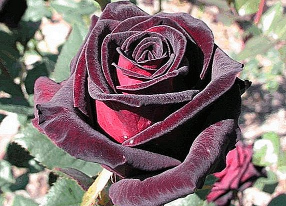 Rose Black Magic: famaritana sy ny endriky ny fampiroboroboana