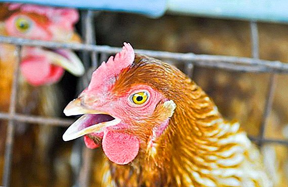 ન્યૂકેસલ રોગ - એક ખતરનાક ચિકન રોગ: લક્ષણો અને ઉપચાર
