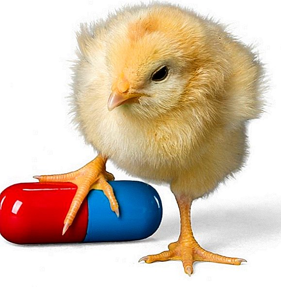 Sëmundjet e pulave broiler: si dhe çfarë për të trajtuar sëmundjet jo-ngjitëse