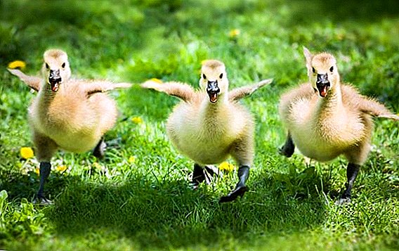 Maloetse a goslings: matšoao le phekolo, lithethefatsi bakeng sa thibelo