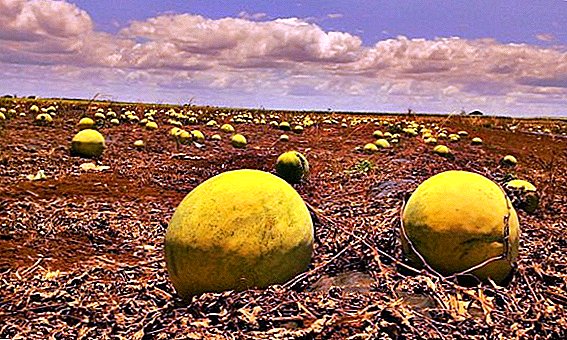 Enfermidades e pragas dos melóns, os principais problemas de crecemento