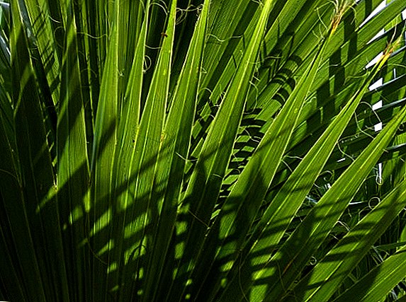 Болести и штетници на палми: начини за спречување и борба против