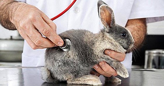 Enfermidades de coellos que ameazan a saúde humana