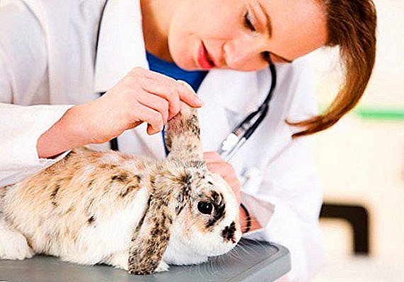 Rabbit հիվանդություններ. Դրանց բուժման եւ կանխարգելման մեթոդներ