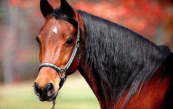 Horse оорулары: симптомдору жана дарылоо