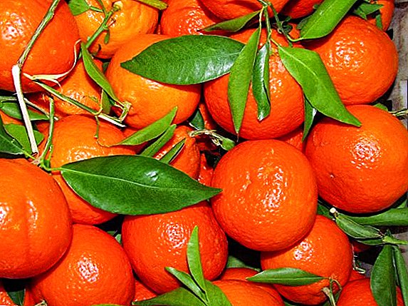 Kasakit Mandarin sarta kumaha carana nungkulan aranjeunna