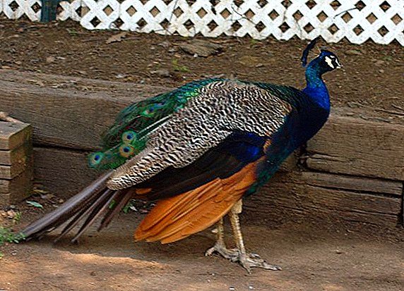 Mga sakit sa mga peacock ug ang ilang pagtambal sa balay