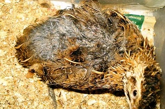 Mga sakit sa quail ug ang ilang pagtambal