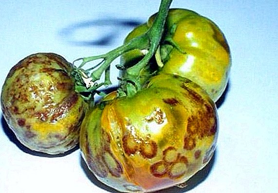 Pomidor xəstəlikləri və onlarla mübarizə üsulları