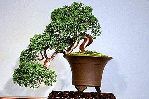 Bonsai: miniatuur boom groeiende tegnologie