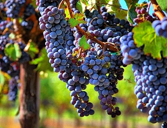Grappling sareng kasakit anggur: pengobatan sarta pencegahan
