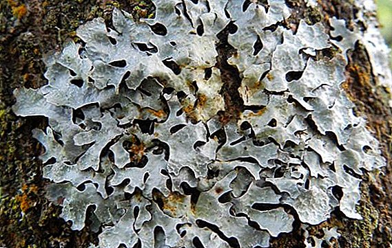 ລາຍລະອຽດ Botanical ແລະການເປີດເຜີຍຄຸນລັກສະນະປິ່ນປົວຂອງ lichen Parmelia