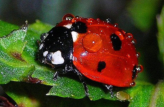 Ladybug ninu ọgba kan: anfani tabi ipalara kan?