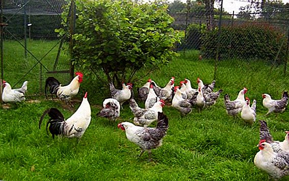 Bress Gali раса на кокошки: се за одгледување дома