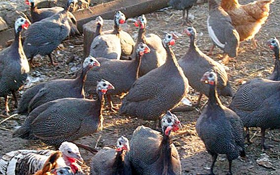 Broiler guinea fowle (speckled grey): fitur dina beternak betah