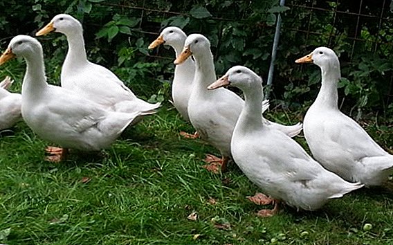 Broiler duck agidel: likarolo tsa ho ikatisa lapeng