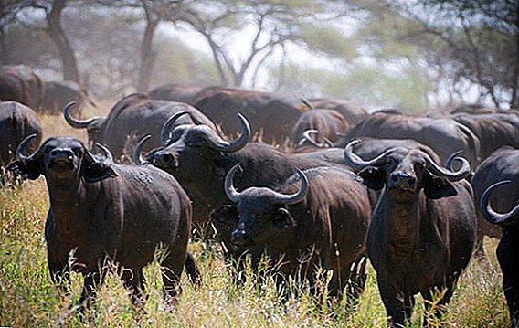 Buffaloes: African, Esxias, Anoa, Tamarau