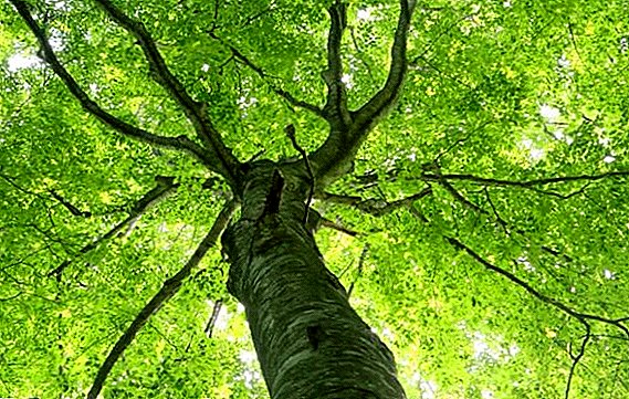 Beech tree: fitur, aplikasi, sifat