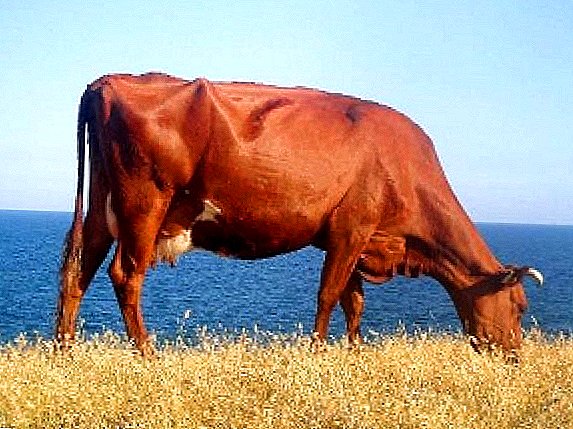 Raza letona marrón de vacas