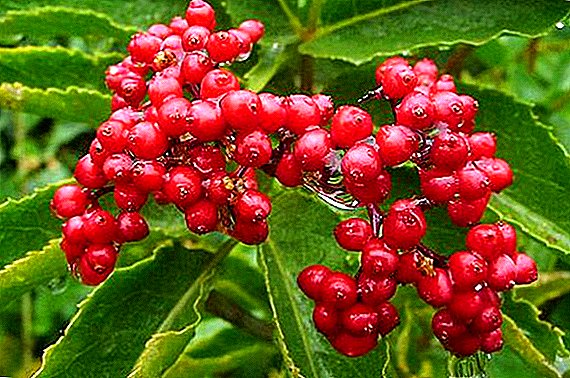 Elderberry rooi: medisinale eienskappe en kontraindikasies