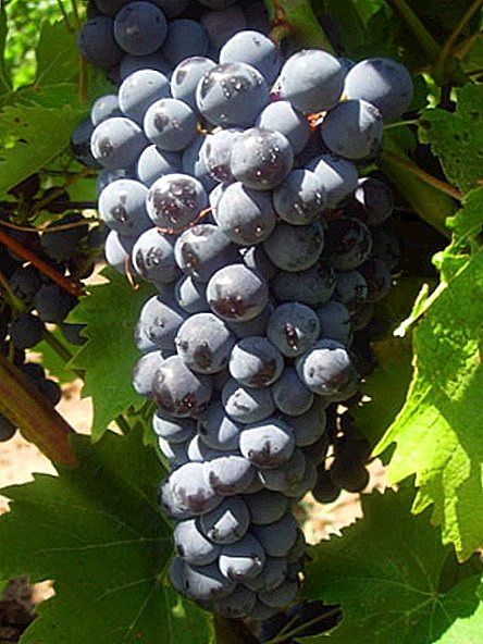 Ljekovito grožđe "Black Doctor" (Kefazija) - najbolja sorta vinove loze