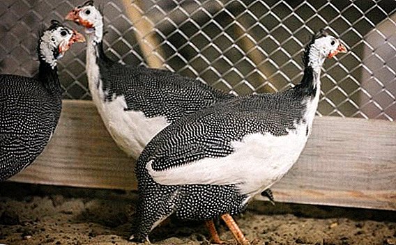 White-breast guinea fowl: kung unsa ang hitsura niini, unsaon pag-atiman ug kung unsaon pagpakaon sa balay
