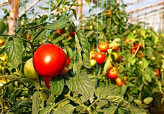 Çfarë është e sëmurë me domate në serrë dhe si t'i trajtojmë ato?