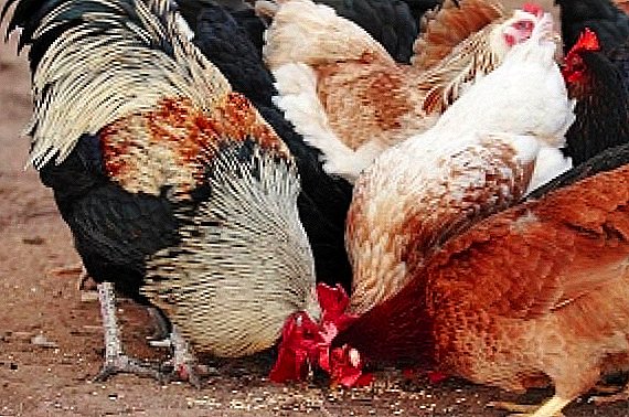 گھریلو چکنوں کو کھانا کھلانے کے لئے، کس طرح اور کتنا کھانا کھلانا ہے: صحیح غذا ڈرائیو