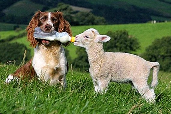 Што да се хранат овците дома: правилата и исхраната