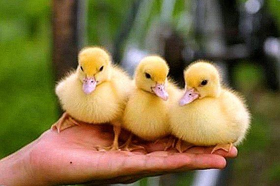 Ducklings anaweza kugonjwa na: orodha ya magonjwa