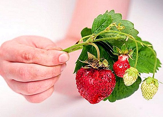 Wéi Dir Erdbeeren vu Krankheeten behandelen