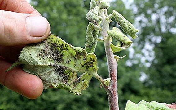 Што е опасна aphid на овошни дрвја и како да се справи со тоа